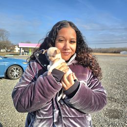 Cream girl - Cream female Chihuahua puppy in Vineland, New Jersey from Royal Companion's