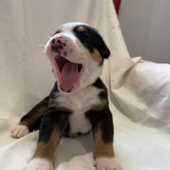 Greater Swiss Mountain Dog Puppies from Bugyal Kennel