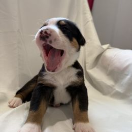 Greater Swiss Mountain Dog Puppies from Bugyal Kennel