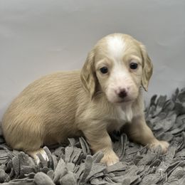Girl 1 - Cream female Dachshund puppy in Wisconsin from Sabe and Shabe’s Doxies