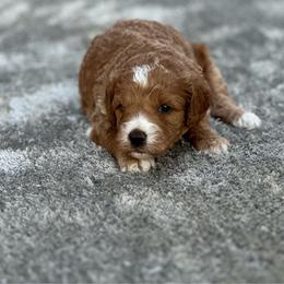 Girl 2 - Red  female Goldendoodle puppy in Cuero, Texas from Firestorm Kennel