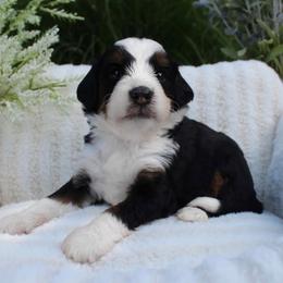 Lucky - Tri-color male Bernedoodle puppy in Perrysville, Ohio from Pleasant Valley Bernedoodles