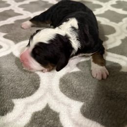Aspen - Tri-color male Bernedoodle puppy in Grants Pass, Oregon from Royal Empire Bernedoodles