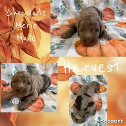 Harvest - Chocolate merle male Bernedoodle puppy in Godwin, North Carolina from Farm Sweet Farm Doodles