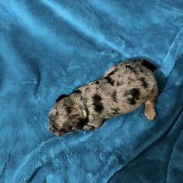Maverick - Blue merle male Bernedoodle puppy in Warrensburg, Missouri from Dreamer Ridge Puppies