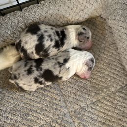 Blue female - Blue merle female Toy Australian Shepherd puppy in Lame Deer, Montana from Bar M Toy Aussies