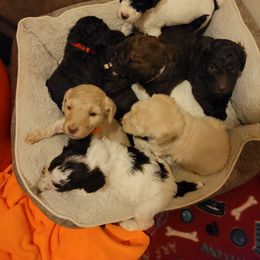 Poodle Puppies from Jazzi Oodles