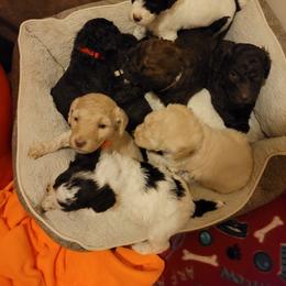 Poodle Puppies from Jazzi Oodles