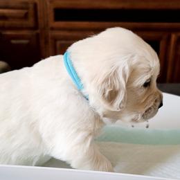 Golden Retriever Puppies from Southern Golden Retrievers