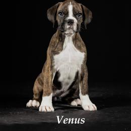 Venus - Brindle female Boxer puppy in Lake Jackson, Texas from Olvera’s Boxers