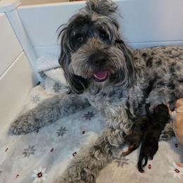 Oakley - Merle male Australian Labradoodle puppy in Connersville, Indiana from Dessie's Doodles