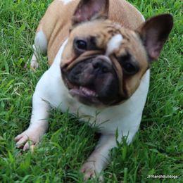 Carmen - Fawn and white female French Bulldog puppy in Winnsboro, Texas from JP Ranch Bulldogs