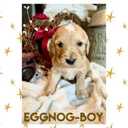 Goldendoodle Puppies from Fire Wife Doodles