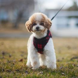 Viz - Goldendoodle