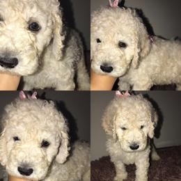 Goldendoodle Puppies from Zeusthemoosedoodles