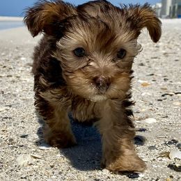Poodle, Yorkipoo, and Yorkshire Terrier Puppies from Yorkie Oodle Doodle