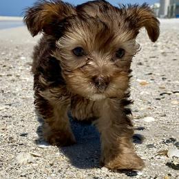 Poodle, Yorkipoo, and Yorkshire Terrier Puppies from Yorkie Oodle Doodle