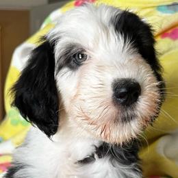 MUFFIN - Black and white female Sheepadoodle puppy in Riverside, California from Downtown Doodles & Frenchies
