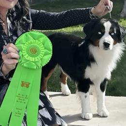 Miniature American Shepherds and Miniature Australian Shepherds from Cross L Miniature American Shepherds