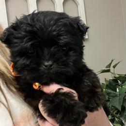 Benny - White and tan male Maltese puppy in Muncie, Indiana from Mimi’s Babies