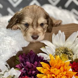 Dachshund Puppies from Warricks Wild Weenies