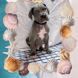 Jet - Blue and white male Great Dane puppy in Gonzales, Louisiana from Anstatt House Of Danes