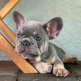 Onyx - Tricolors male French Bulldog puppy in Clermont, Florida from Nala’s Nest