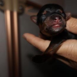 Zion - Black and tan male Yorkshire Terrier puppy in Greenwood, Wisconsin from Selah and Co.