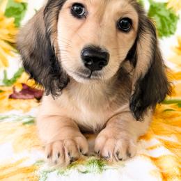Dreamer 3500 - Cream male Dachshund puppy in Sylvania, Alabama from Yancey’s Doxies