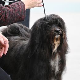 Frankie - Havanese