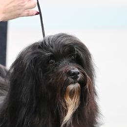 Frankie - Havanese