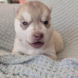 Spade - Red and white female Siberian Husky puppy in Wisconsin from Liberty Siberians
