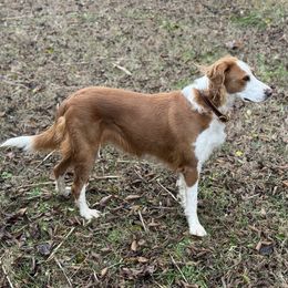 Brassy - English Shepherd
