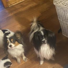Buddy - Papillon