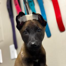 Cupid - Tan female Working Dog Cross puppy in Clarksville, Tennessee from Vuurhart Herders