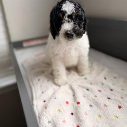 Cavapoo and Goldendoodle Puppies from Dori
