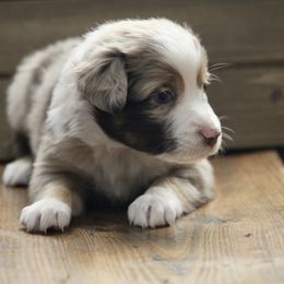 Miniature Australian Shepherd Puppies from Fisher Farm
