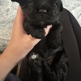 Cocker Spaniel Puppies from Abundance of Joy LLC