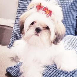 Shih Tzus from Little Paradise of Shih Tzus