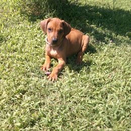 Robert - male Rhodesian Ridgeback puppy in Carney, Oklahoma from River Run Parson Russell terriers & River Run Ridgebacks