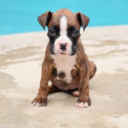 Captain America (Cap) - Brindle male Boxer puppy in Georgia from Stephanie’s Boxers