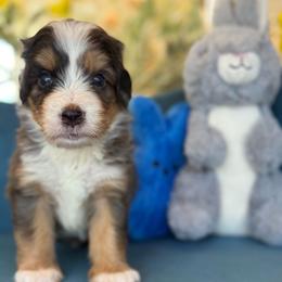 Sean - green collar - Tri-color male Bernedoodle puppy in Yuciapa, California from AlltheDoodlez_