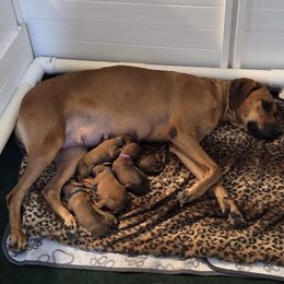 Rhodesian Ridgeback puppies from Avanti Ridgebacks