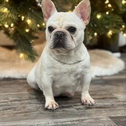 Flowers - French Bulldog