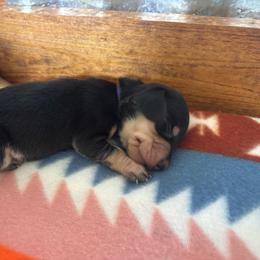 Purple collar - Black and cream female Dachshund puppy in Eustis, Florida from K8’s Dachshunds