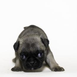 Moose (green) - Fawn male Pug puppy in Hereford, Arizona from Broken Road Ranch Pugs