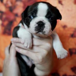 Boston Terrier Puppies from Piper Hill Bostons