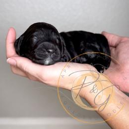 Percy (light blue collar) - Black male Goldendoodle puppy in Murrieta, California from Apricot Poodles & Goldendoodles, LLC
