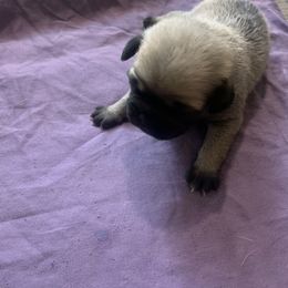 Pug Puppies from The Grumble Pack