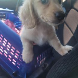 Dachshund Puppies from Chadwick Farms Mini Dachshunds